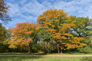 Naklejka premium Red and white oaks on glade edge in autumn park