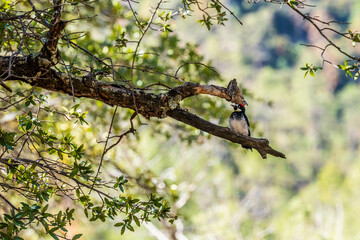 An Acorn Woodpecker in Tucson, Arizona