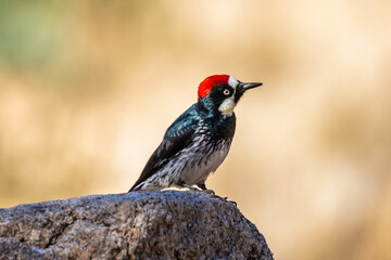 An Acorn Woodpecker in Tucson, Arizona