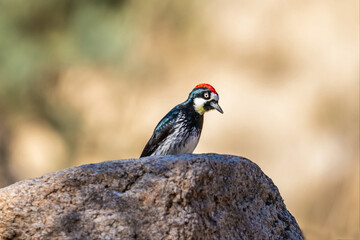 An Acorn Woodpecker in Tucson, Arizona