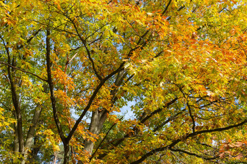 Branches of the red oak with autumn leaves in park