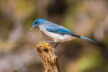 A Mexican Jay in Tucson, Arizona