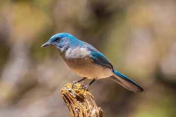 A Mexican Jay in Tucson, Arizona