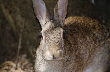 European rabbit Oryctolagus cuniculus. The Nublo Rural Park. Tejeda. Gran Canaria. Canary Islands. Spain.