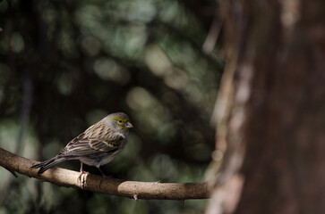 Atlantic canary Serinus canaria. Female. The Nublo Rural Park. Tejeda. Gran Canaria. Canary Islands. Spain.