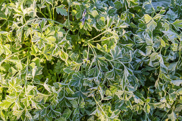 Parsley growing on the field in sunny frosty morning