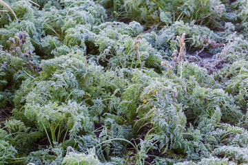 Leaves of the carrot covered with hoarfrost on a field