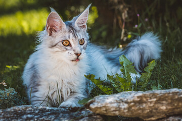 Junge Maine Coon Katze