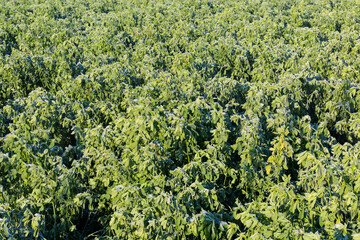 Fototapeta na wymiar Field of the alfalfa covered with hoarfrost in sunny morning