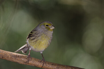 Atlantic canary Serinus canaria. Female. The Nublo Rural Park. Tejeda. Gran Canaria. Canary Islands. Spain.