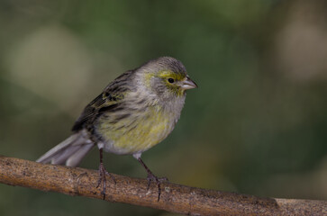 Atlantic canary Serinus canaria. Female. The Nublo Rural Park. Tejeda. Gran Canaria. Canary Islands. Spain.