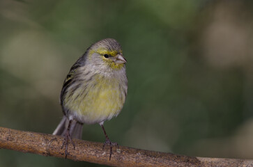 Atlantic canary Serinus canaria. Female. The Nublo Rural Park. Tejeda. Gran Canaria. Canary Islands. Spain.