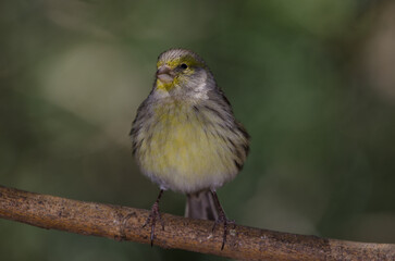 Atlantic canary Serinus canaria. Female. The Nublo Rural Park. Tejeda. Gran Canaria. Canary Islands. Spain.