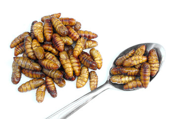 Fried chrysalis isolated on white background. Concept : weird food. Traditional Thai Street Food, Edible Worms. Weird food. Insect eating. High protein.  