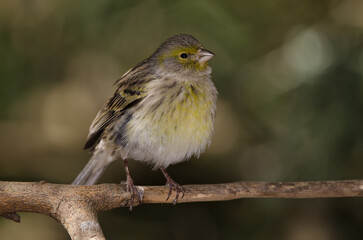 Atlantic canary Serinus canaria. Female. The Nublo Rural Park. Tejeda. Gran Canaria. Canary Islands. Spain.