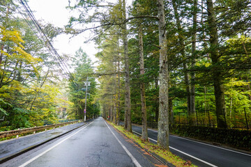 秋の三笠通り、カラマツ並木の紅葉（長野県軽井沢町）