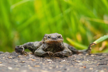 frog