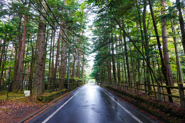 Obraz premium 秋の三笠通り、カラマツ並木の紅葉（長野県軽井沢町）