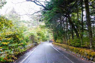 Fototapeta premium 秋の三笠通り、カラマツ並木の紅葉（長野県軽井沢町）