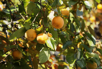 Kaki Persimmon orange fruit on a tree