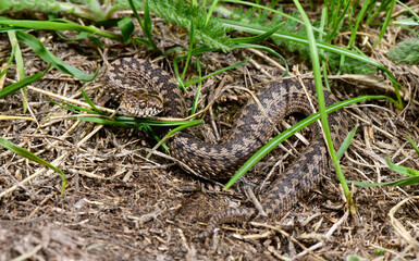 Meadow viper // Wiesenotter (Vipera ursinii macrops) - Durmitor, Montenegro