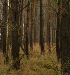 Misty autumn woodland in Northumberland, UK