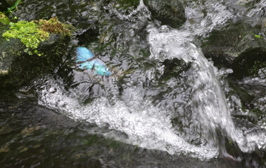 Obraz na płótnie Canvas Drowned butterfly in a small waterfall