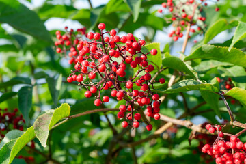 Ripe red elderberry . Sambucus racemosa. Closeup view on the branch in the garden.