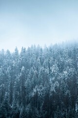 Scenery with snowy pine forest on a foggy day