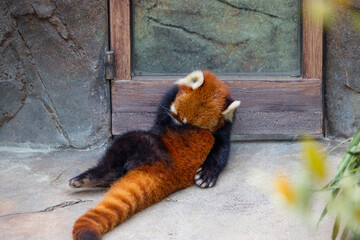 Red panda in the zoo park