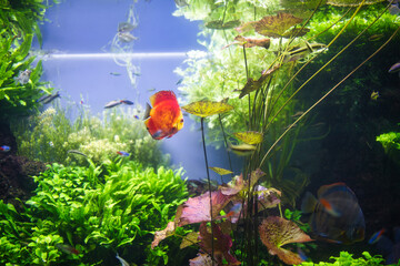 tropical fish in aquarium