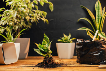 Process of transplanting a home flower Sansevieria
