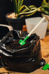 Process of transplanting a home flower Sansevieria