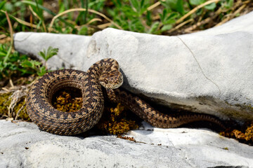 Meadow viper // Wiesenotter (Vipera ursinii macrops) - Durmitor, Montenegro