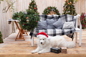 Christmas dog in santa hat. Outdoor background decor. Celebration New Year. Winter holidays.