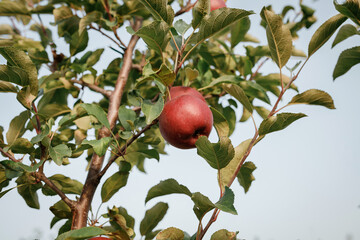 Many colorful red ripe juicy apples on a branch in the garden ready for harvest in autumn. Apple orchard