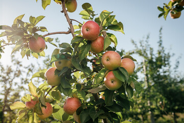 Many colorful red ripe juicy apples on a branch in the garden ready for harvest in autumn. Apple orchard
