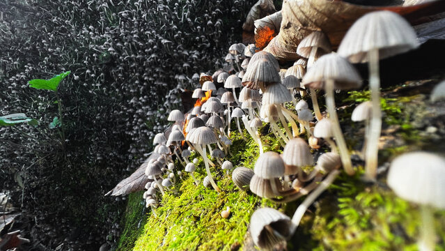 close up of a mushrooms in forest, in front of rocks, dark and colorful