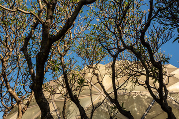 Fototapeta na wymiar A grove of frangipani trees surrounds the dome of the desert plants