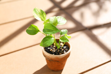 ポトス　観葉植物