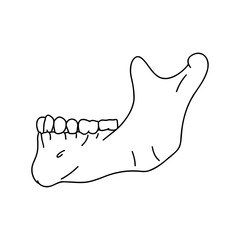 Lower human jaw with teeth, side view. Outline, anatomical, hand drawn illustration on white background. 