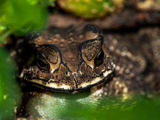 Close-up of the face of a Toad Bufo melanostictus