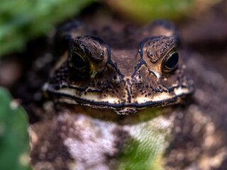 Close-up of the face of a Toad Bufo melanostictus