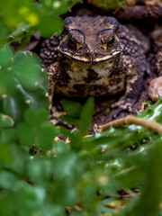 Close-up of the face of a Toad Bufo melanostictus