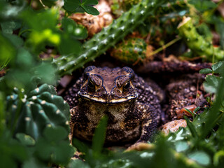 Close-up of the face of a Toad Bufo melanostictus