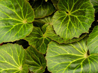 Surface texture of Begonia leaves as nature background