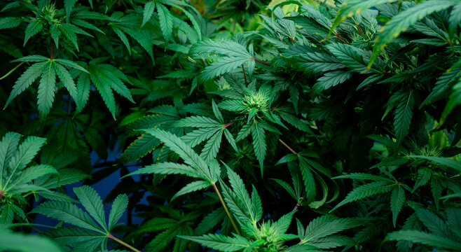 closeup nature view of marijuana cannabis leaf background