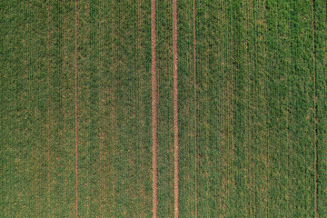Aerial view of green wheat crop seedling field, top view