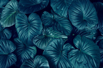 Full Frame of Green Leaves Pattern Background, Nature Lush Foliage Leaf Texture, tropical leaf