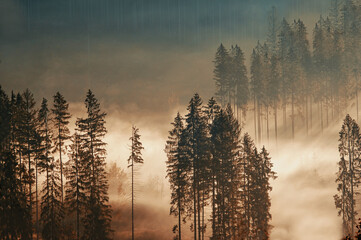 Mglisty las, drzewa mgła © Iwona